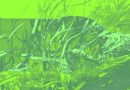 Tảo biển sẽ được sử dụng để tạo ra nhựa sinh học