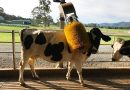 Robot chăn nuôi bò sữa ở Úc
