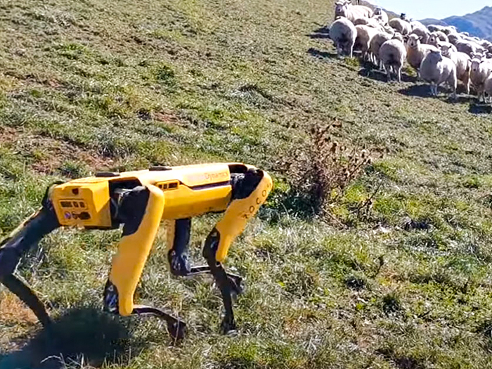 Robot chăn cừu trên đồi thông minh