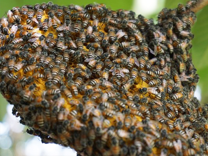 Robot hỗ trợ bảo vệ tổ ong